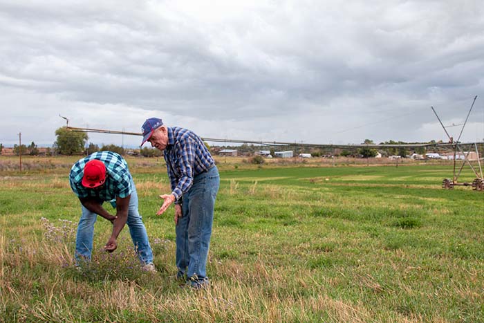 Two men bent over in a field, looking at and discussing alfalfa