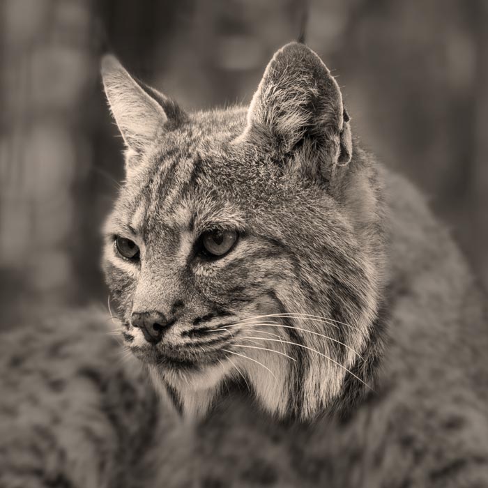 An image of a lynx