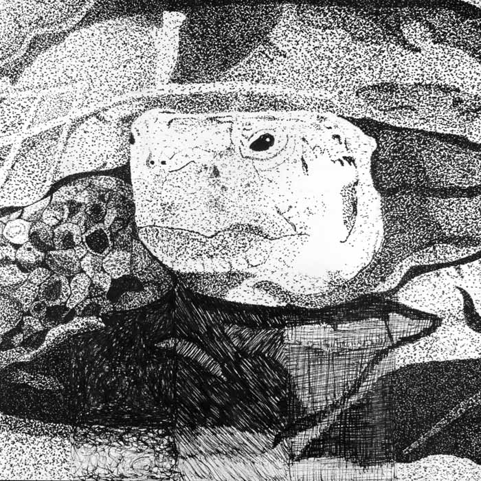 Stipled illustration of a tortoise